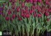 Tulipa World Bowl ® (2)